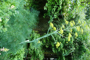 Ferrula 